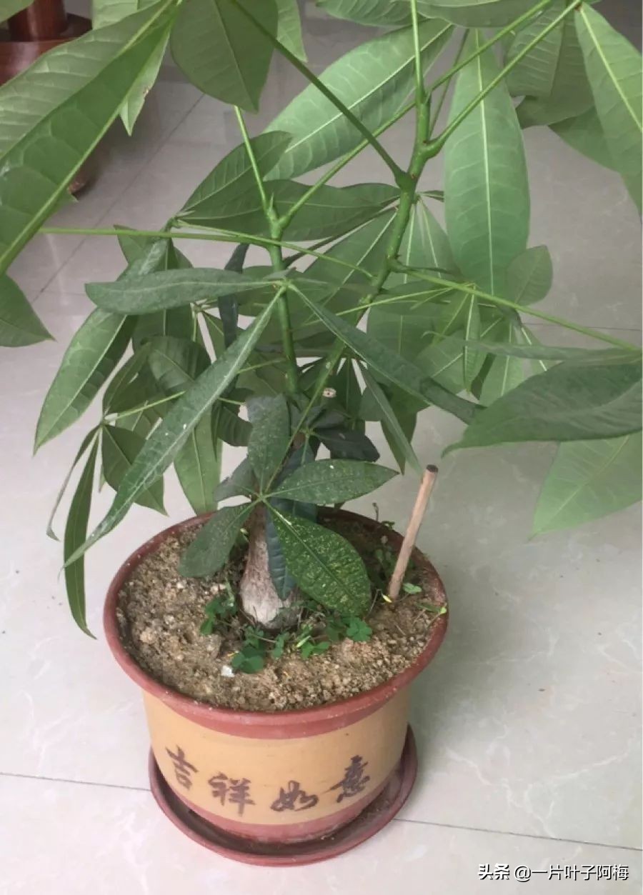 5个植物最招财,能开花又好养的植物又有寓意