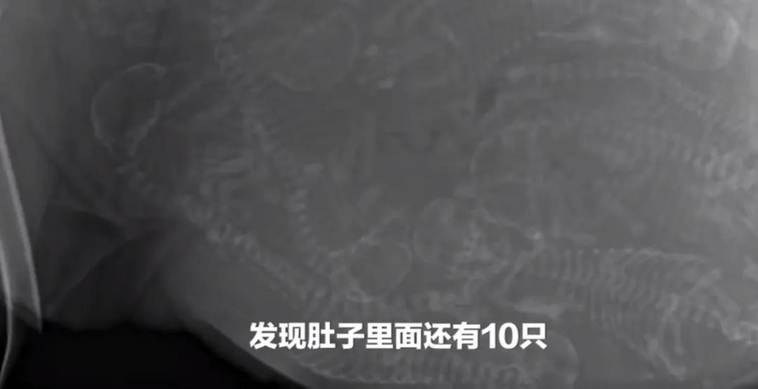 肚子里密密麻麻全是狗！狗妈妈19小时生20只狗崽，医生轮番上阵