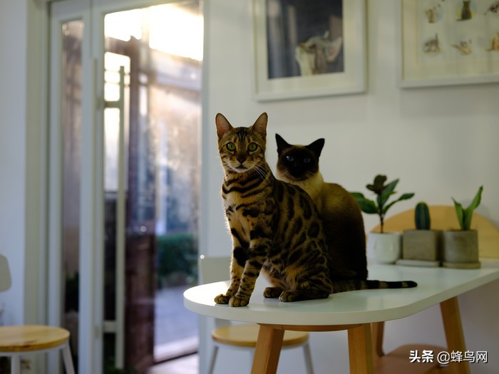 富士中画幅gfx50r测评,富士gfx50sii与50r的区别