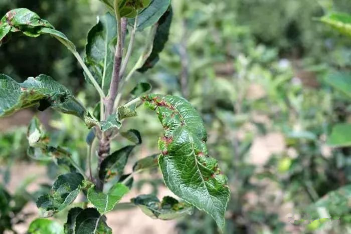 苹果树泡斑病怎么治疗,苹果褐斑病的症状和防治方法