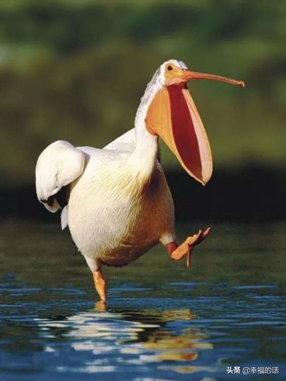 鸟类选美赛,最新鸟类选美大赛