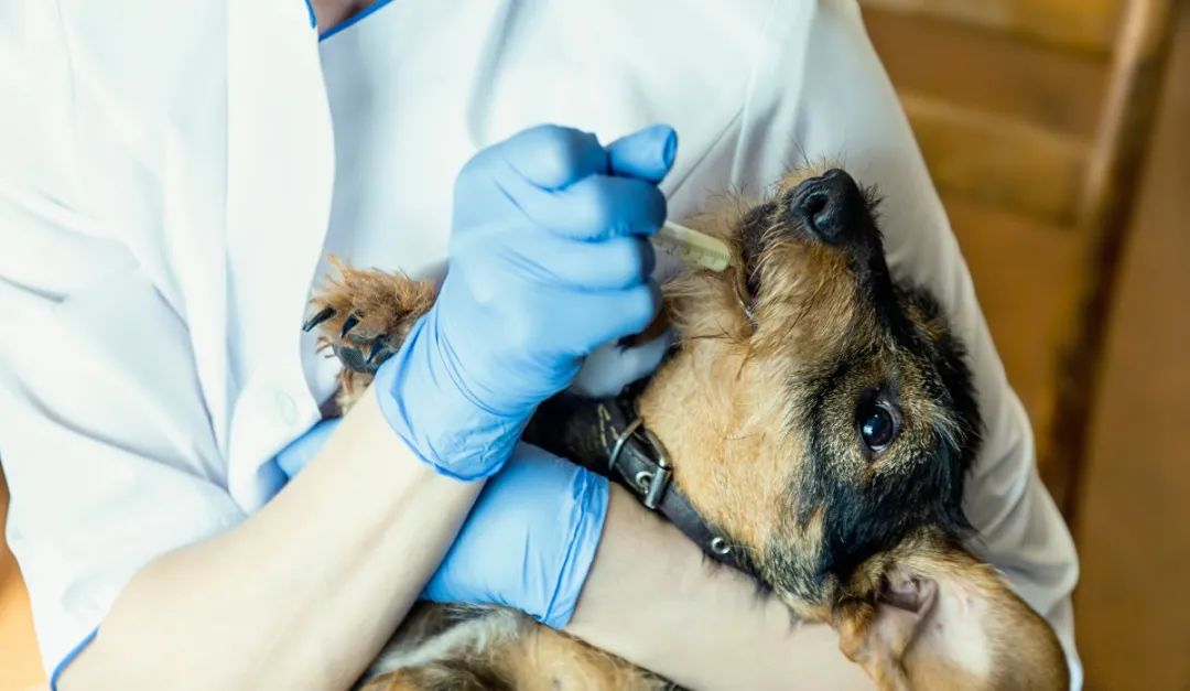 狗狗投毒事件,狗狗被投毒怎么急救