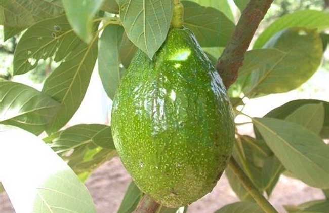 10种果子图片大全,100种果子介绍