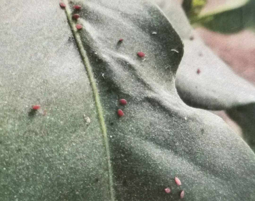 柑橘嫩梢有黑虫怎么回事,柑橘幼果出现黄色斑点是什么原因