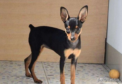 小鹿犬幼犬拉的什么便便,小鹿犬得细小怎么办