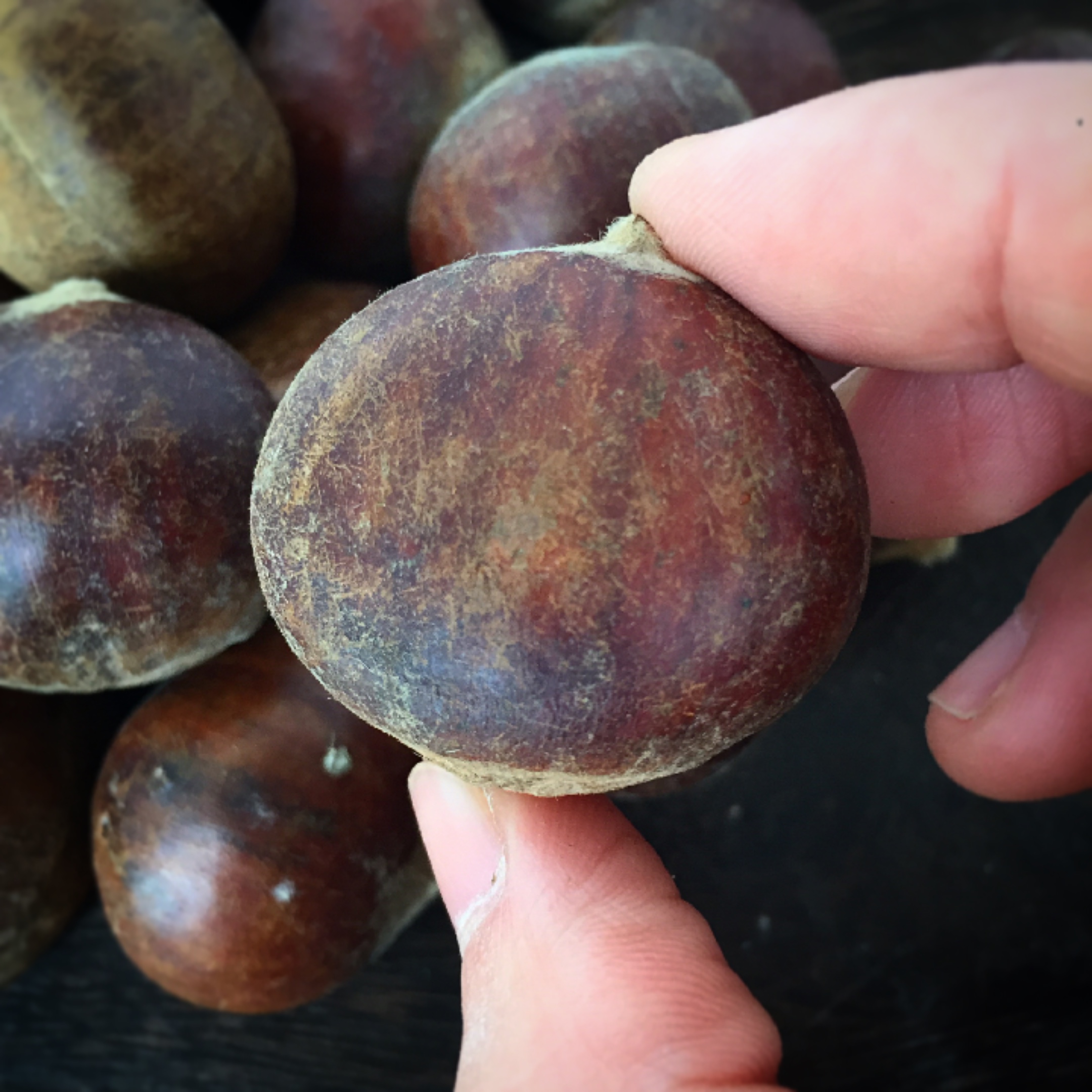 挑选板栗,怎样挑选板栗不容易变黑