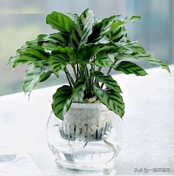 家中的盆栽花叶黑了怎么处理,家里的花花有黄叶怎么办