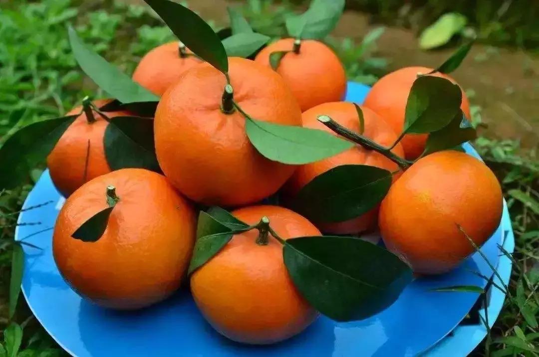 亩产值十万元的品种,亩收入10万元的农作物