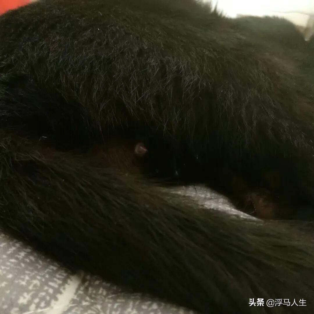 猫为什么会做梦,猫咪也会做梦吗都梦到了啥