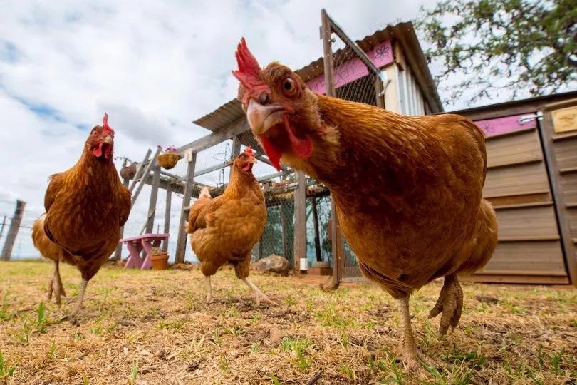 各种小动物是怎样装死的,动物装死是什么
