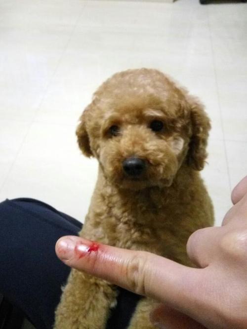 泰迪容易调皮爱咬来咬去,泰迪兴奋咬主人手