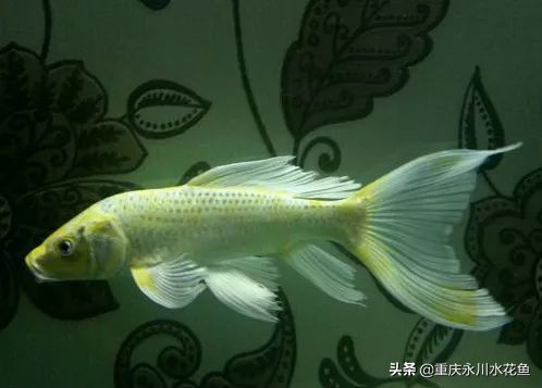 十大最好看的观赏鱼,观赏鱼100种形态