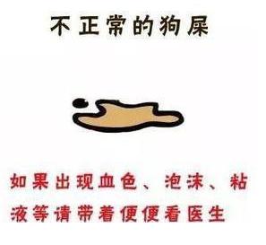 如何从狗狗便便看爱宠是否健康,看狗狗大便知道什么病
