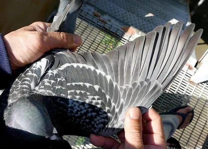 2019年最贵赛鸽成交价,赛鸽百万奖金