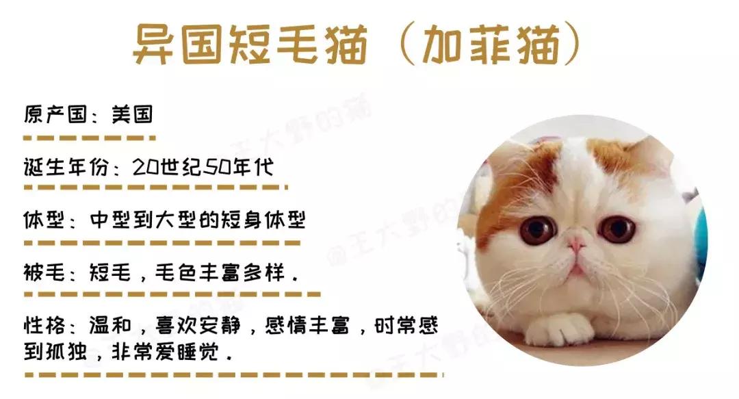 为什么很少有人养加菲猫,最难养的猫加菲猫