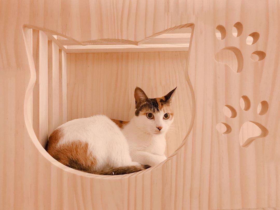 春节猫咪寄养注意事项,猫咪寄养还是带回家好