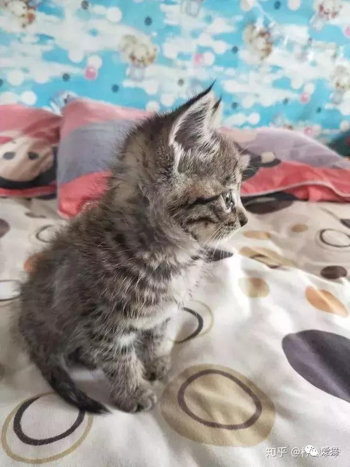 猫是否知道自己是猫,猫知自己是猫么