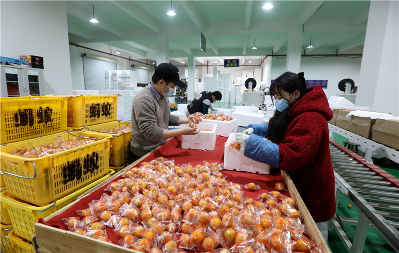 90后种植一水果年赚2000万,广西90后小伙回乡创业开农场