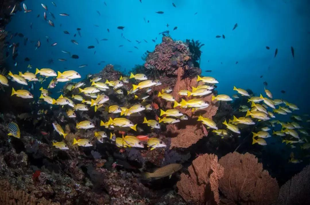 涛岛潜水好吗,去涛岛潜水