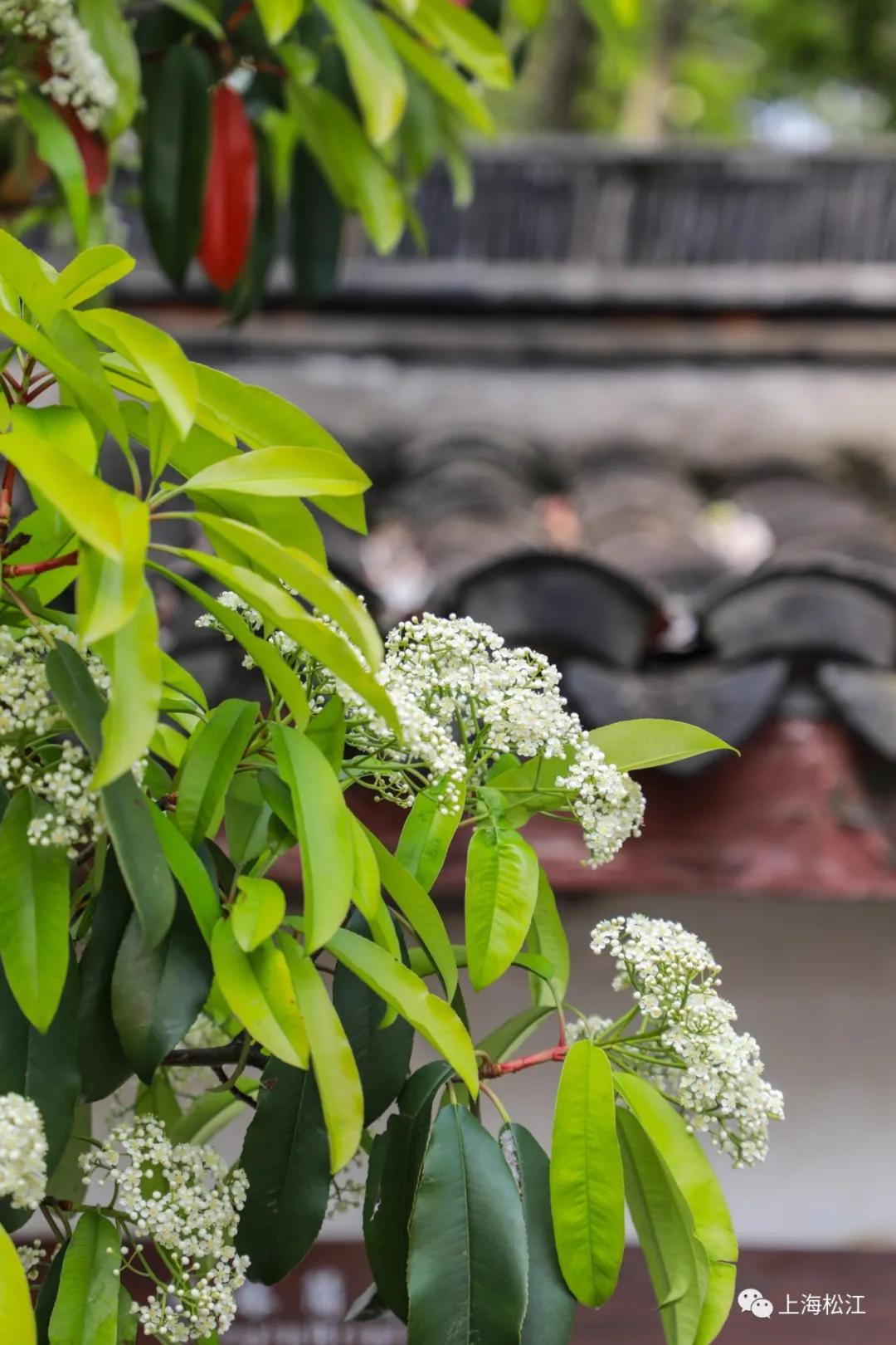 这几天的松江，可真叫人左右为“楠”……