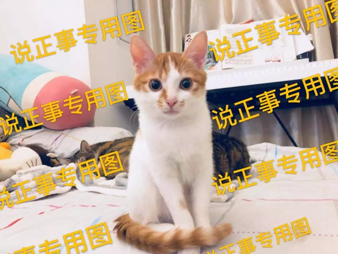 猫感染了新型冠状病毒怎么办,猫会携带新型冠状病毒吗