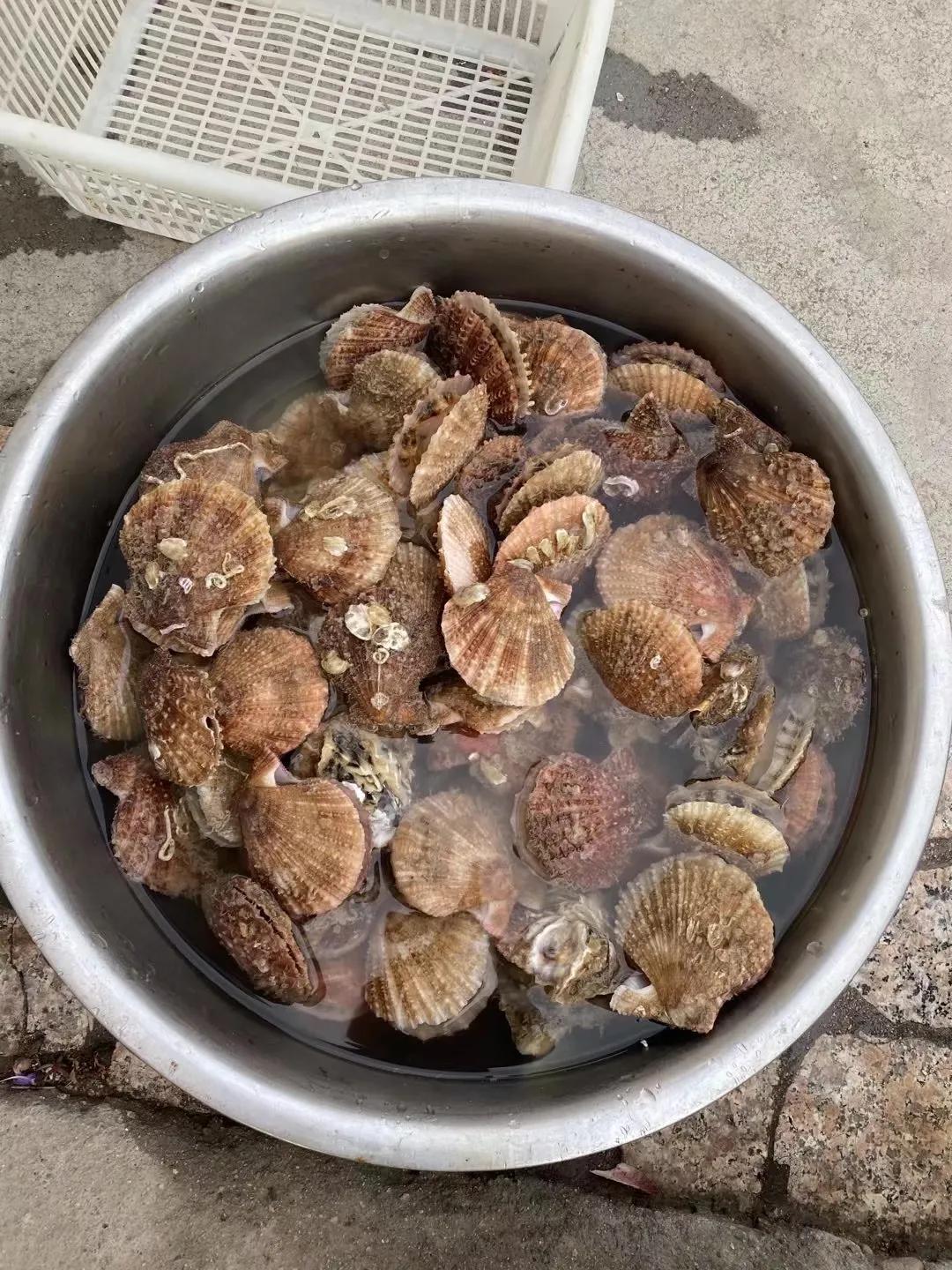 曲阜九仙山烤全羊,五莲九仙山风景区烤羊