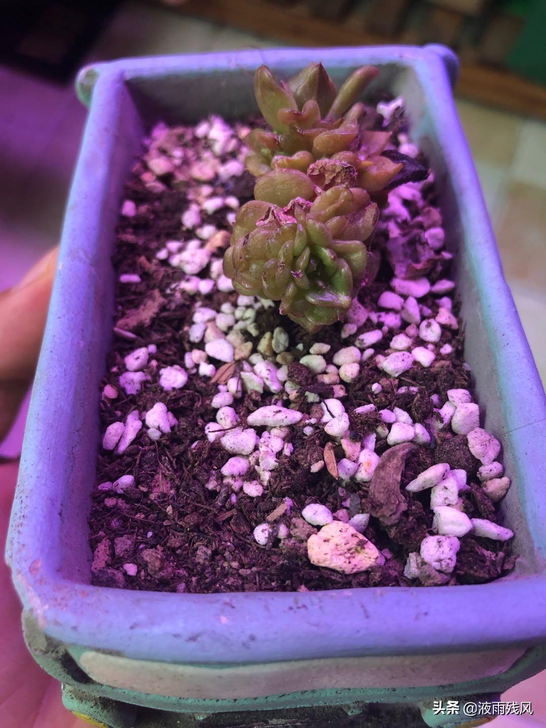 移栽多肉的叶子干烂了,多肉的叶子干了还能繁殖吗