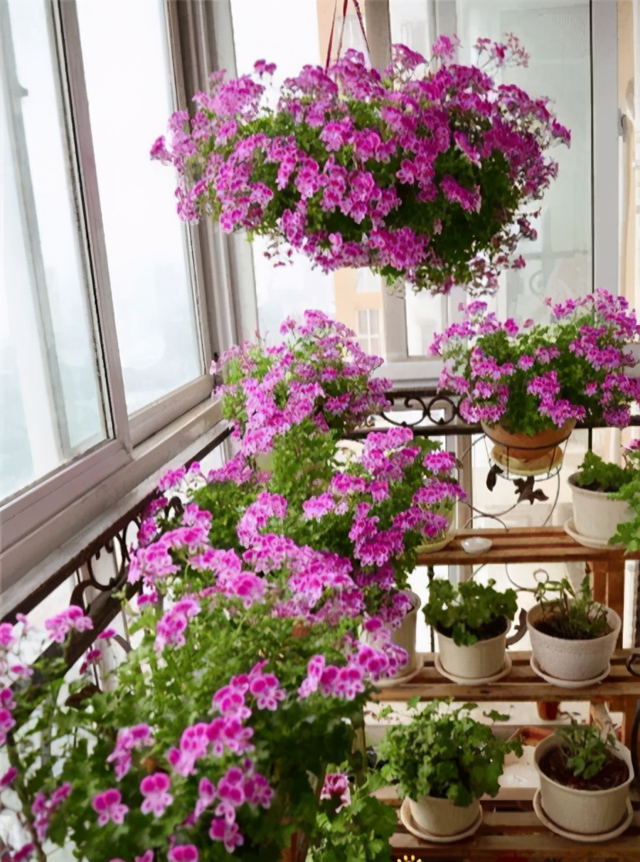 天竺葵怎么养才一年四季开爆花,天竺葵怎么养能开花不断