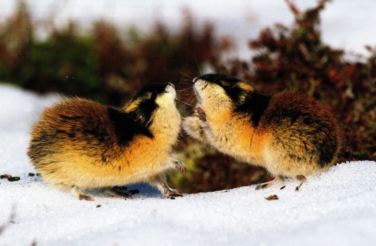 鼠的变异状况,鼠的性质特征有哪些变化