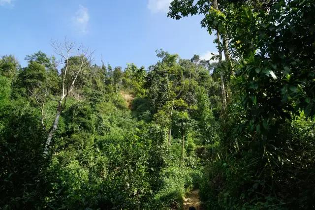 在网上真的难买到好茶,为什么在网上买不到好茶