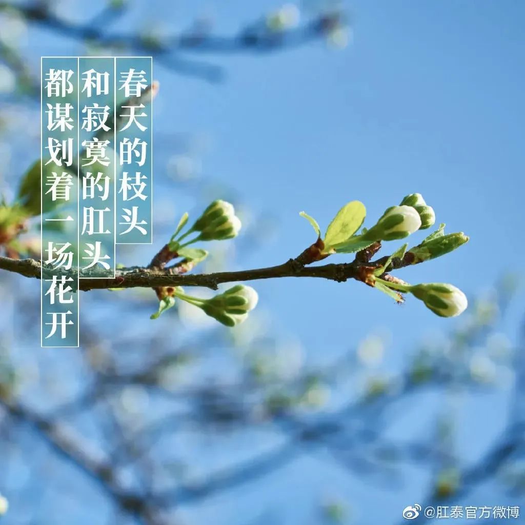 肛泰湿巾广告语,肛泰搞笑广告词怎么说