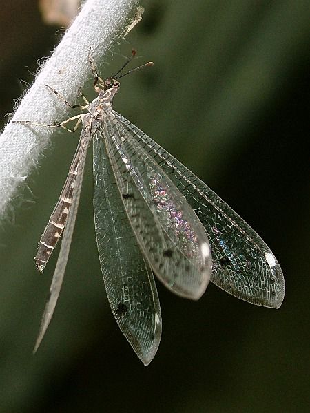 中国稀有动植物名称及分布,中国植物动物介绍