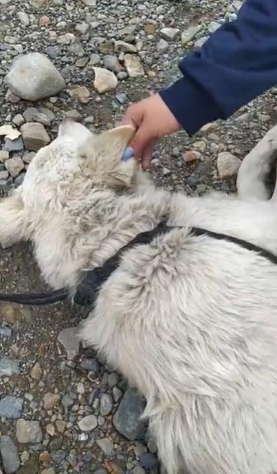 娴佹氮鐙楄鍏ヨ繍鍔ㄤ細,娴佹氮鐙楅棷鍏ヨ冻鐞冨満