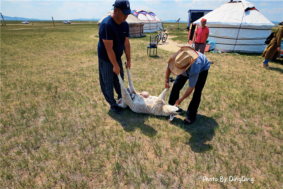 内蒙古杀羊最快的方法,大草原杀羊