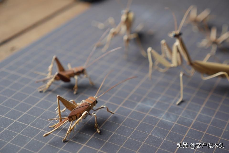 昆虫标本树脂竹节虫,昆虫标本制作竹节虫