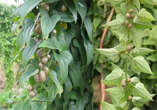 云南楚雄紫溪山山药栽培技术,山药塑料管立式栽培技术图片