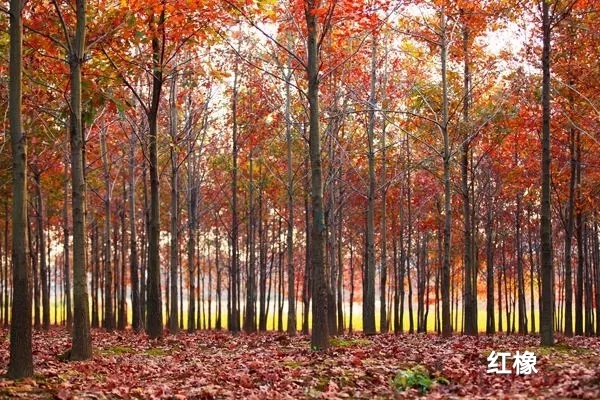 1000多橡木床靠谱嘛,三千买一个床