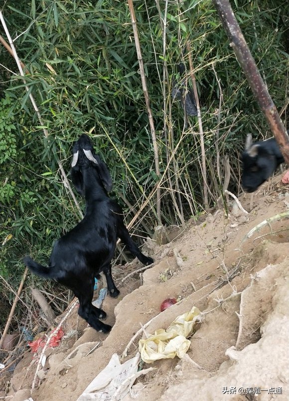 90后养羊专业户,最赚钱的养羊模式