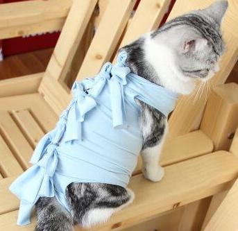 猫咪乳腺溃烂会自己好吗,猫咪乳腺有结节病变