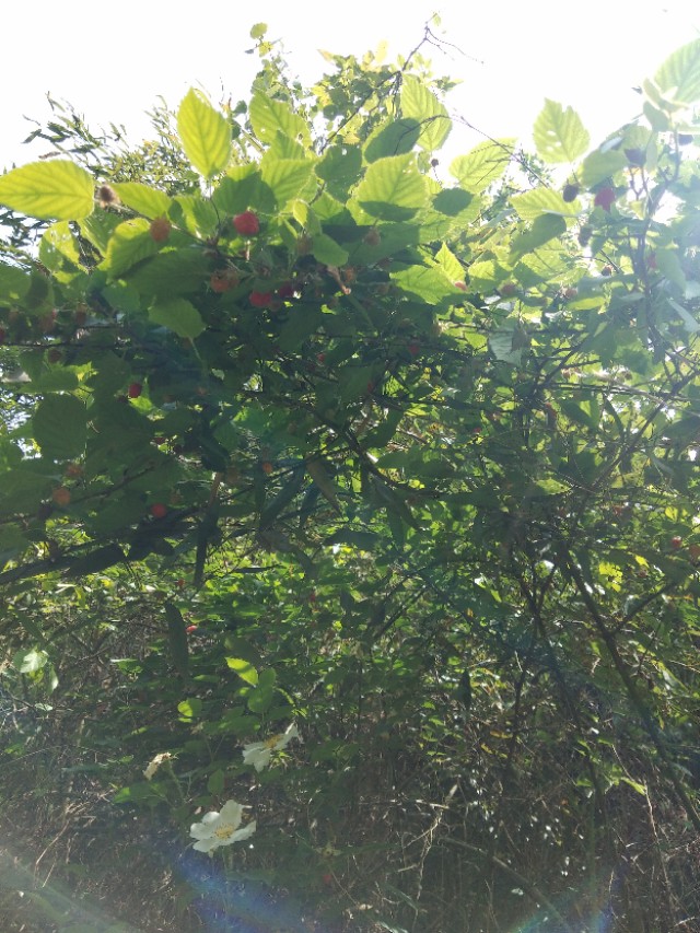 爬山摘覆盆子,汤溪摘覆盆子