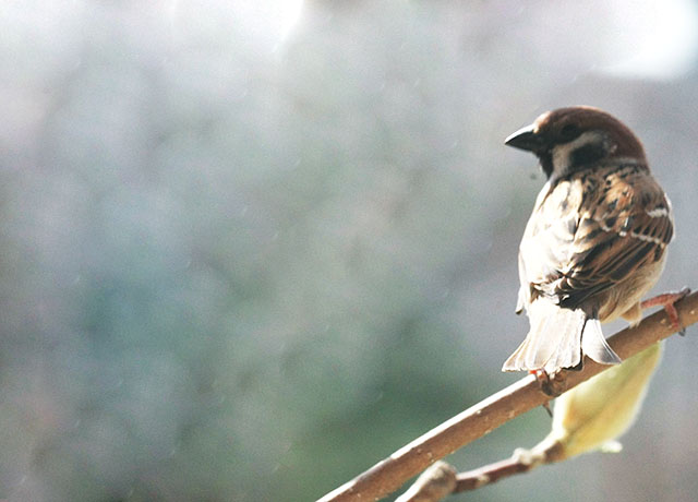 安国医院：寻常好景时时有，人间最美三月天。