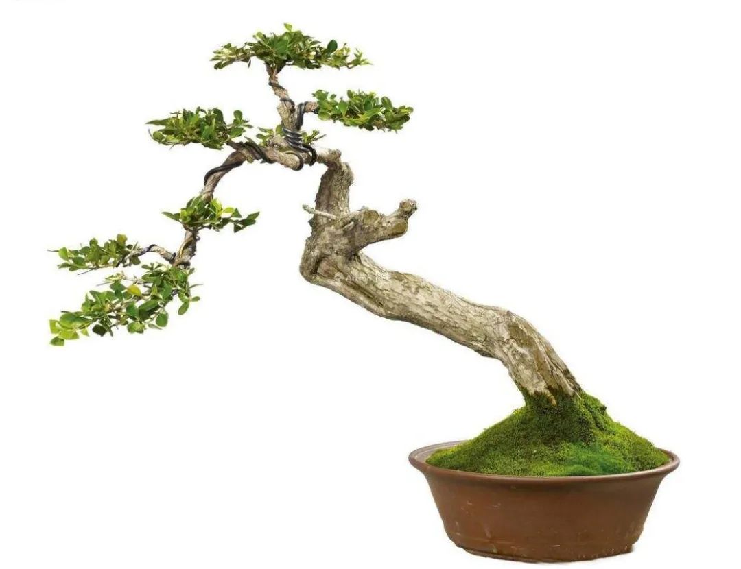 树木盆景养护包含六个方面的工作,盆景树如何照顾