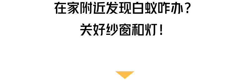 大水蚁进屋能活多久,大水蚁入侵房子