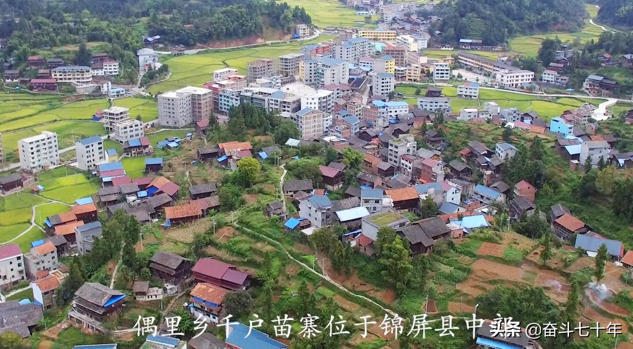 东方神润橄榄油,山茶油是东方橄榄油吗