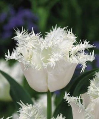 郁金香花之女王,素有花之女王之称的郁金香