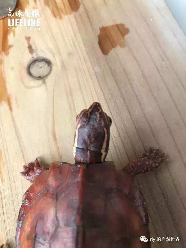 枫叶龟品种及图片大全,地龟和枫叶龟的区别