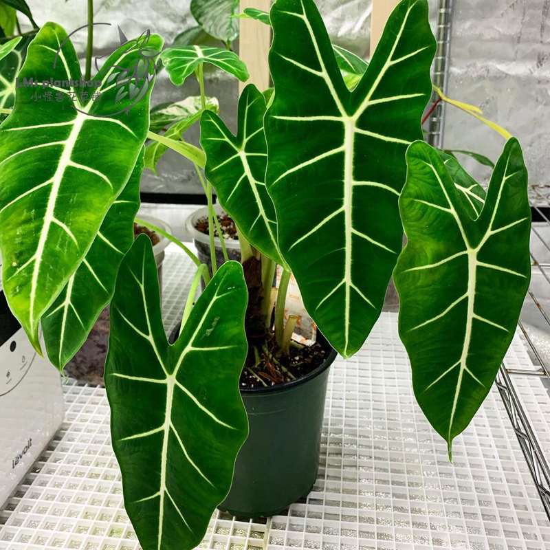 好养的盆栽花卉排名前十,盆栽花比较好养的有哪些