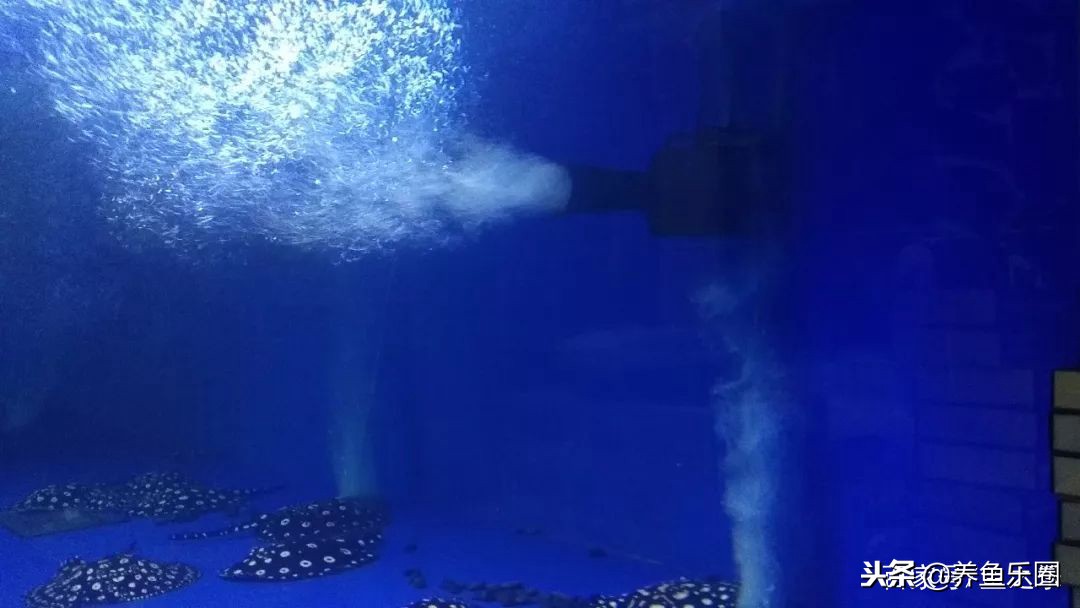 这位土豪家的渔场,光滤材就花了500多万,你确定不要见识一下?