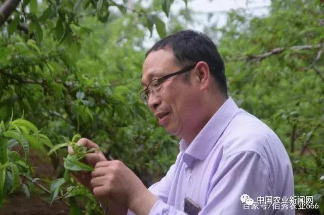 未来5年最吃香的种植业,种植业种植什么前景好