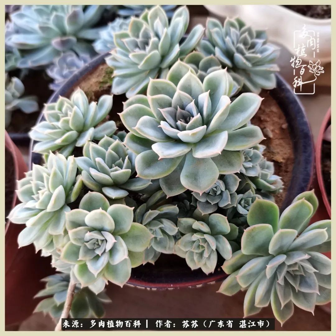 不要辜负与多肉的美好时光,多肉可以给人岁月静好的感觉